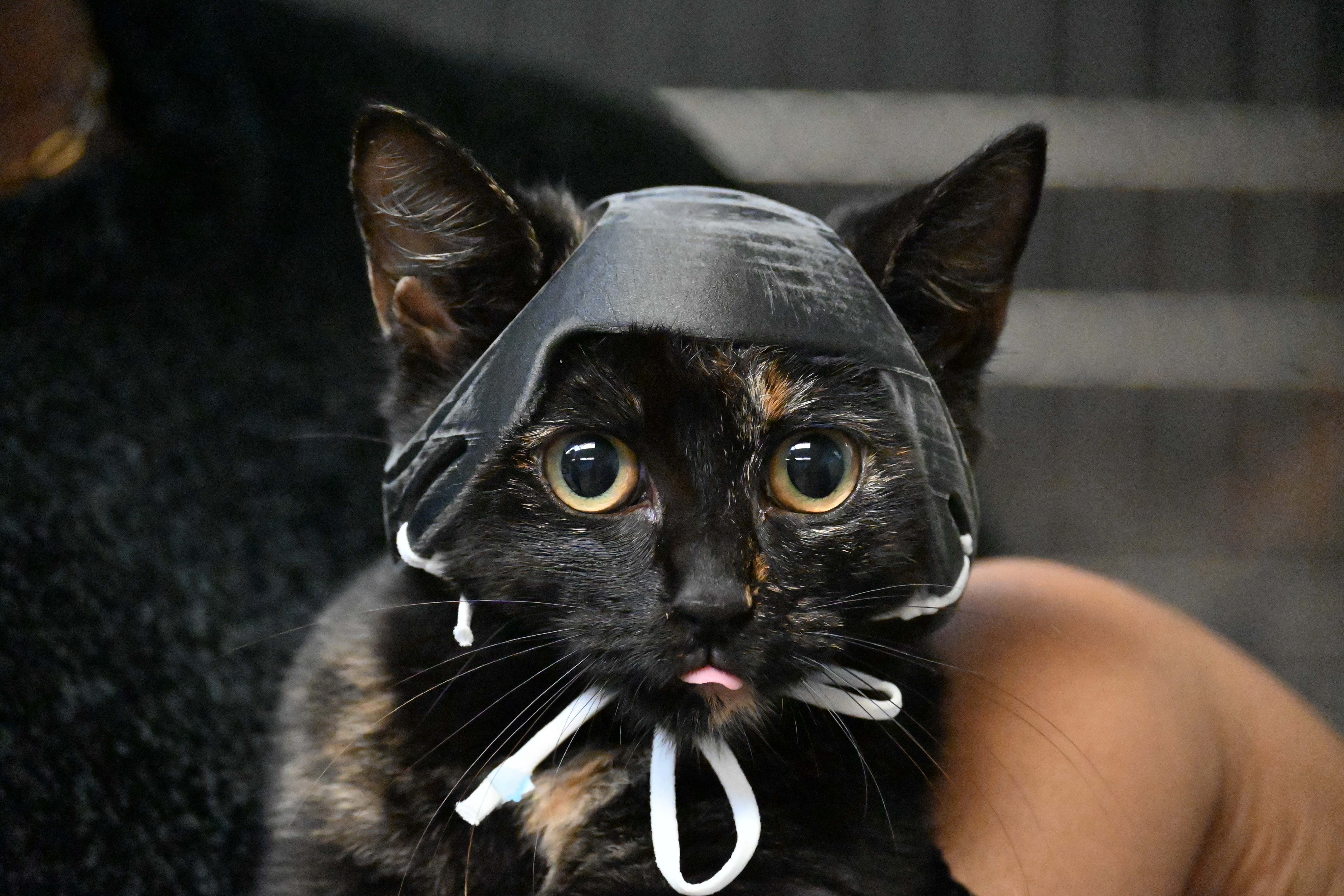 Noggin 2 A tortoiseshell kitten in a black 3D printed helmet looks directly into the camera