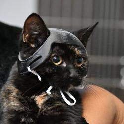 A tortoiseshell kitten wears a 3D printed black helmet