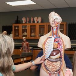 Students examine a model used in Anatomy and Physiology classes. Students examine a model used in Anatomy and Physiology classes.
