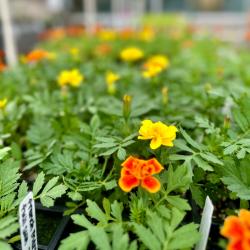 Flowers are seen in ChattState's TCAT greenhouse.