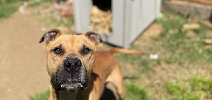 A brown dog stands in front of a dog house.