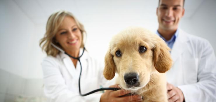 Veterinary Technician with dog